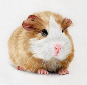 零基础手绘彩铅插画教程【0637】-procreatechahua