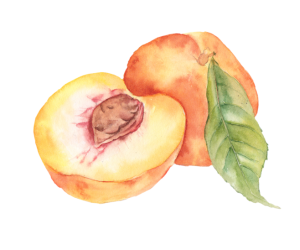 procreate水彩水果甜品插画教程【0612】-procreatechahua