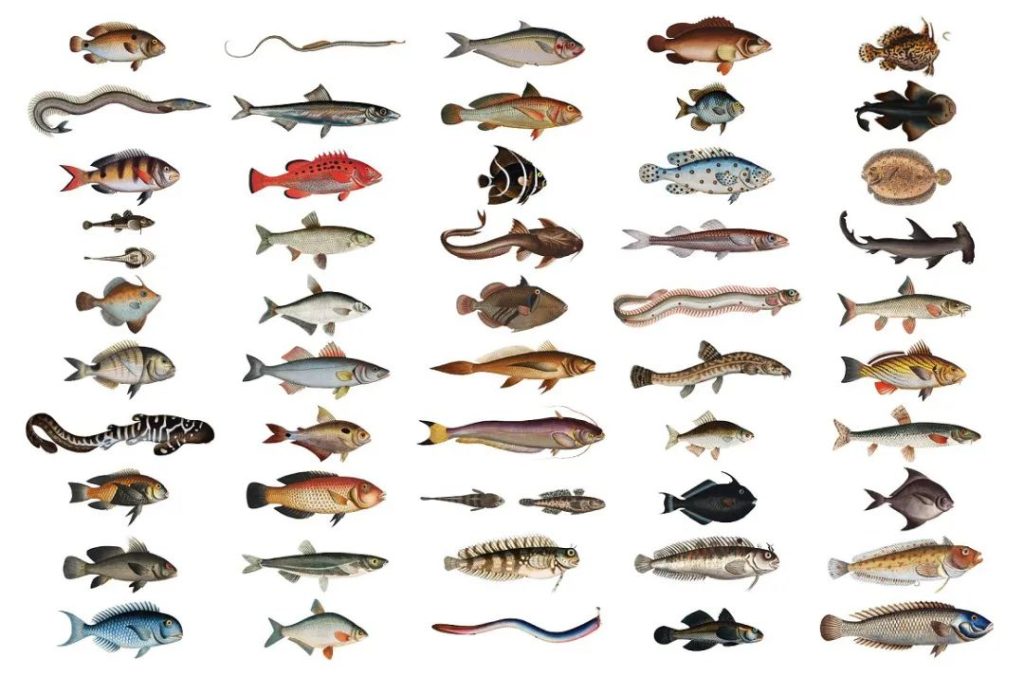 图片[2]-570张手绘复古动物鸟类鱼类插图图集【0577】-procreatechahua