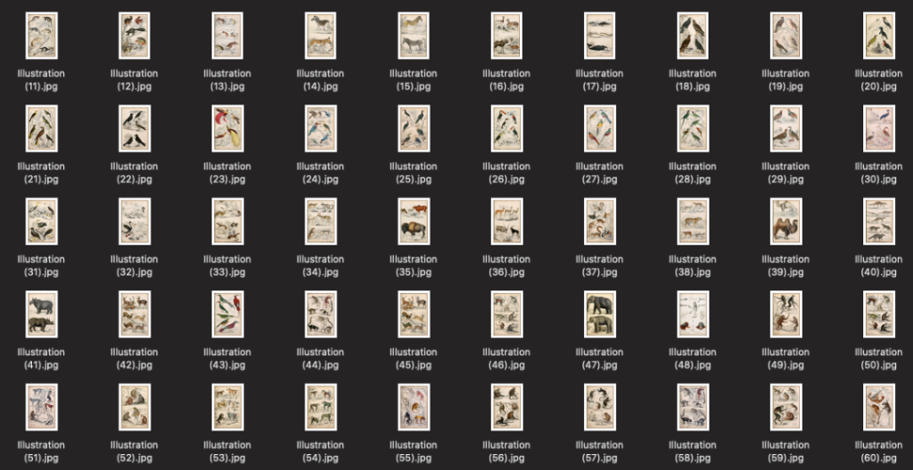 图片[7]-570张手绘复古动物鸟类鱼类插图图集【0577】-procreatechahua