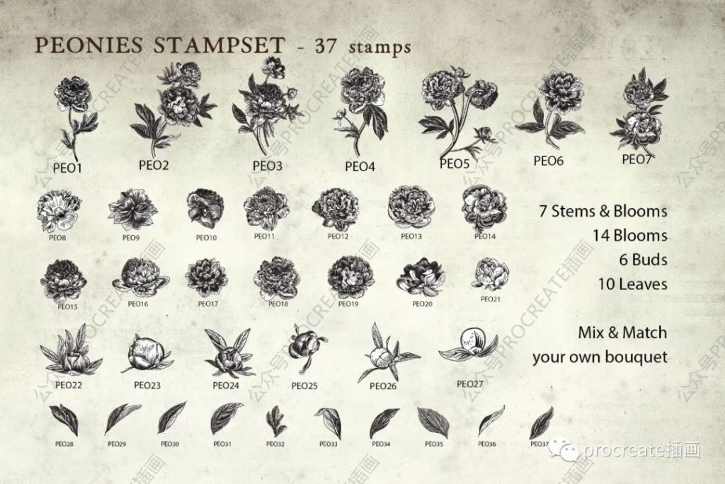 图片[3]-复古牡丹花卉Procreate印章笔刷套装【0410】-procreatechahua