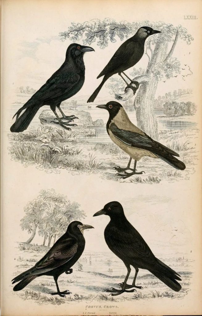 图片[3]-570张手绘复古动物鸟类鱼类插图图集【0577】-procreatechahua