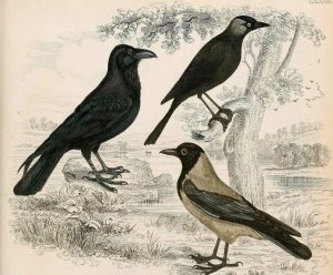 570张手绘复古动物鸟类鱼类插图图集【0577】-procreatechahua