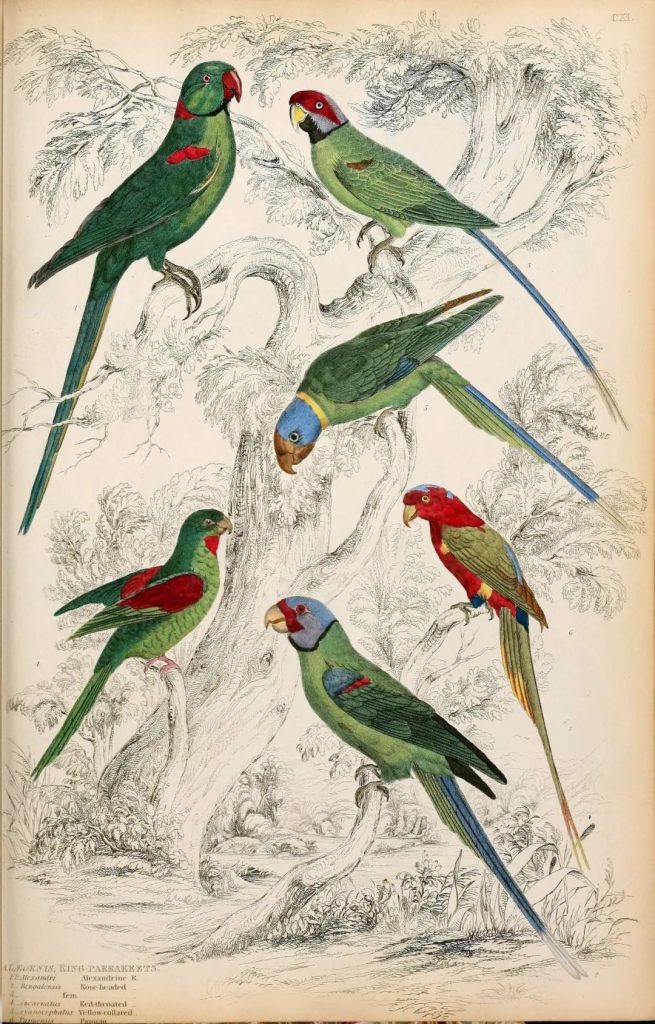 图片[5]-570张手绘复古动物鸟类鱼类插图图集【0577】-procreatechahua