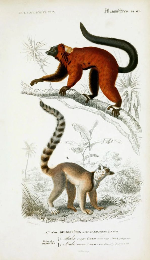 图片[4]-570张手绘复古动物鸟类鱼类插图图集【0577】-procreatechahua