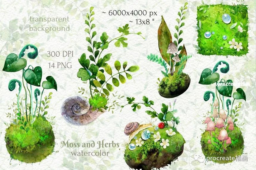 图片[1]-森林苔藓植物和蜗牛蘑菇小草png插画素材【0536】-procreatechahua