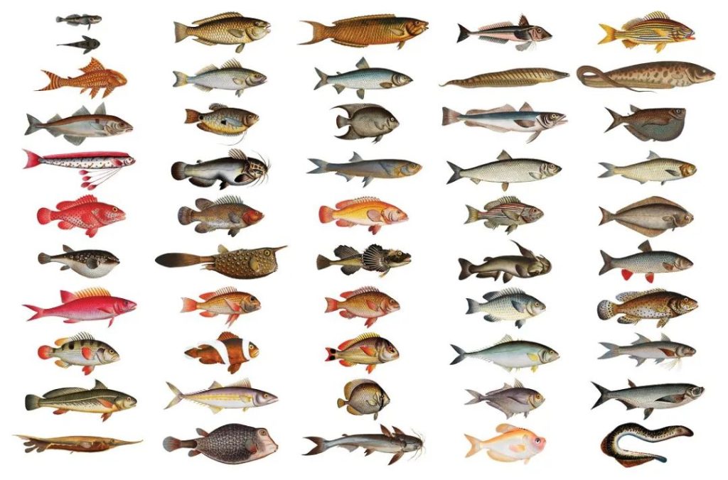 图片[1]-570张手绘复古动物鸟类鱼类插图图集【0577】-procreatechahua