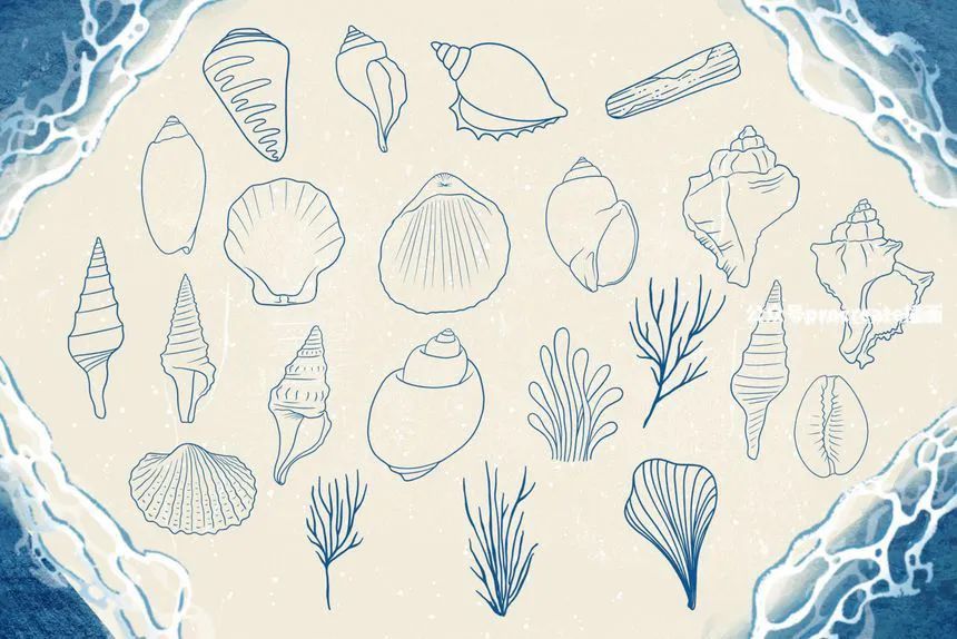 图片[7]-贝壳海藻珊瑚线稿图案笔刷和Procreate纹理笔刷【0688】-procreatechahua