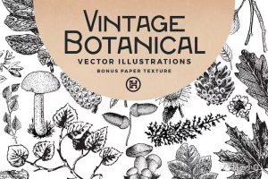 黑白素描效果的植物矢量插画素材【0085】-procreatechahua