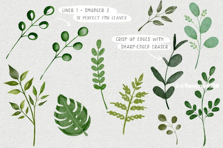 图片[6]-专业的植物花卉水彩画Procreate笔刷【0932】-procreatechahua